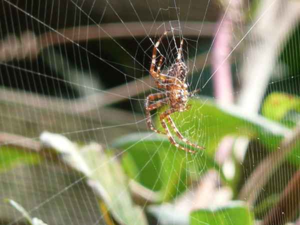 Spinne im Netz