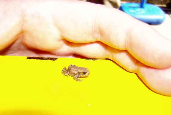 Er oder sie will mal ein ganz großer werden