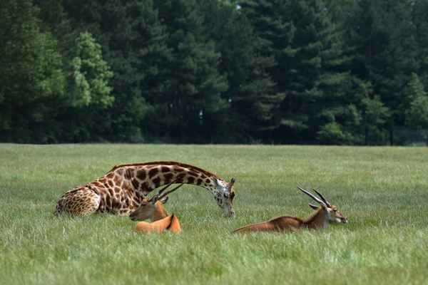 Knuthenborg Safaripark auf Lolland