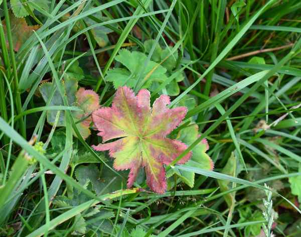 Einfach nur ein schönes Blatt