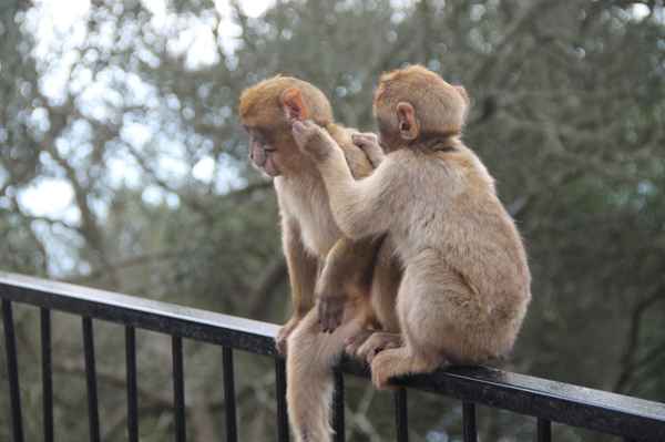 Die Affen auf Gibraldar