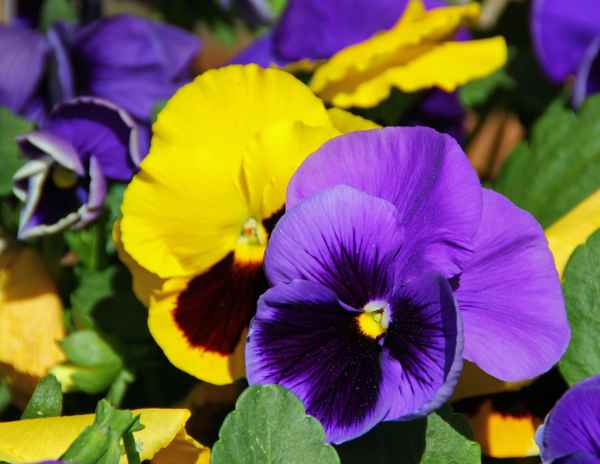 Viola 02