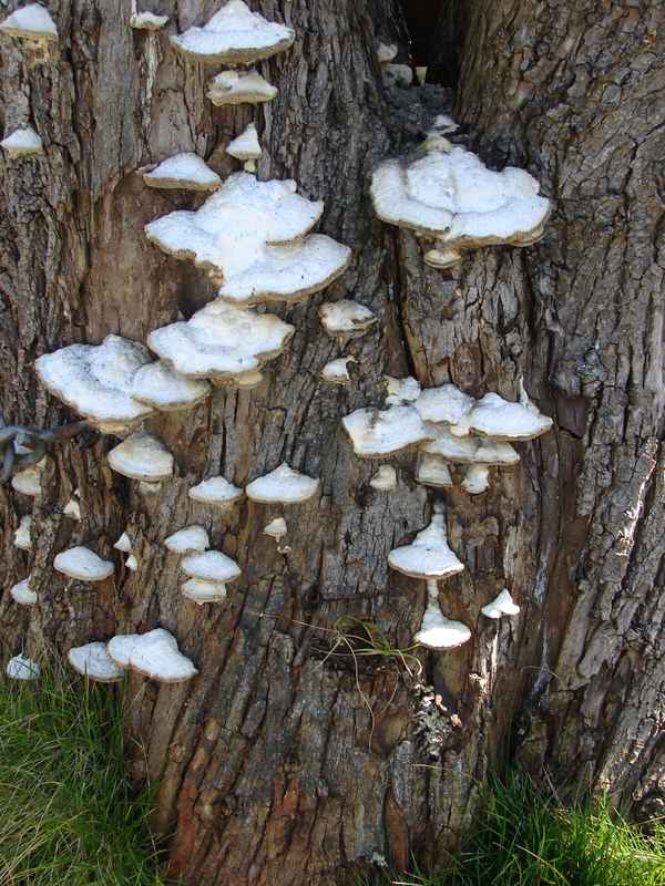 Pilze am Baumstamm