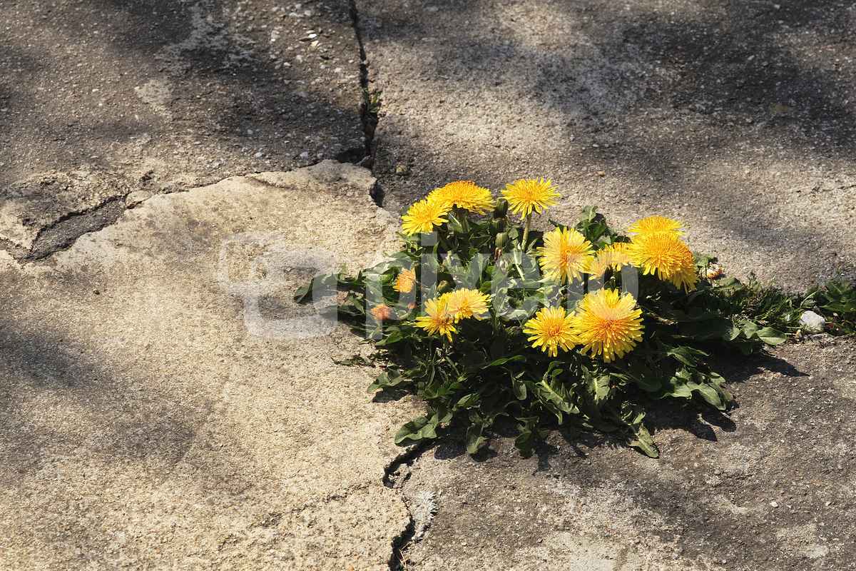 Die Natur findet einen Weg