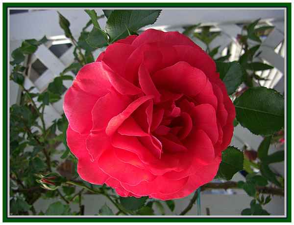 Kletterrose "Rosarium Uetersen"