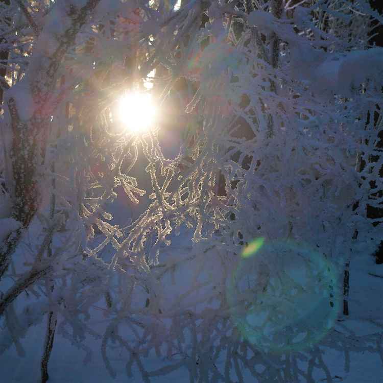 Lichtschein im Winterwald