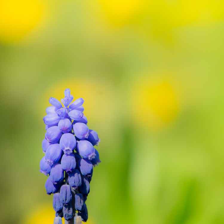 Lila Blüte einer Traubenhyazinthe