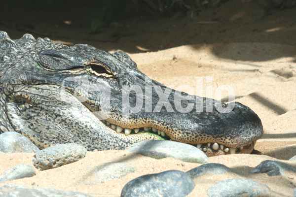 Krokodil
