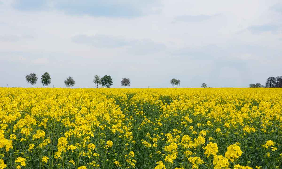 das land in gelb getaucht