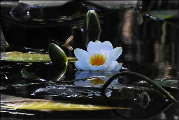 Seerose