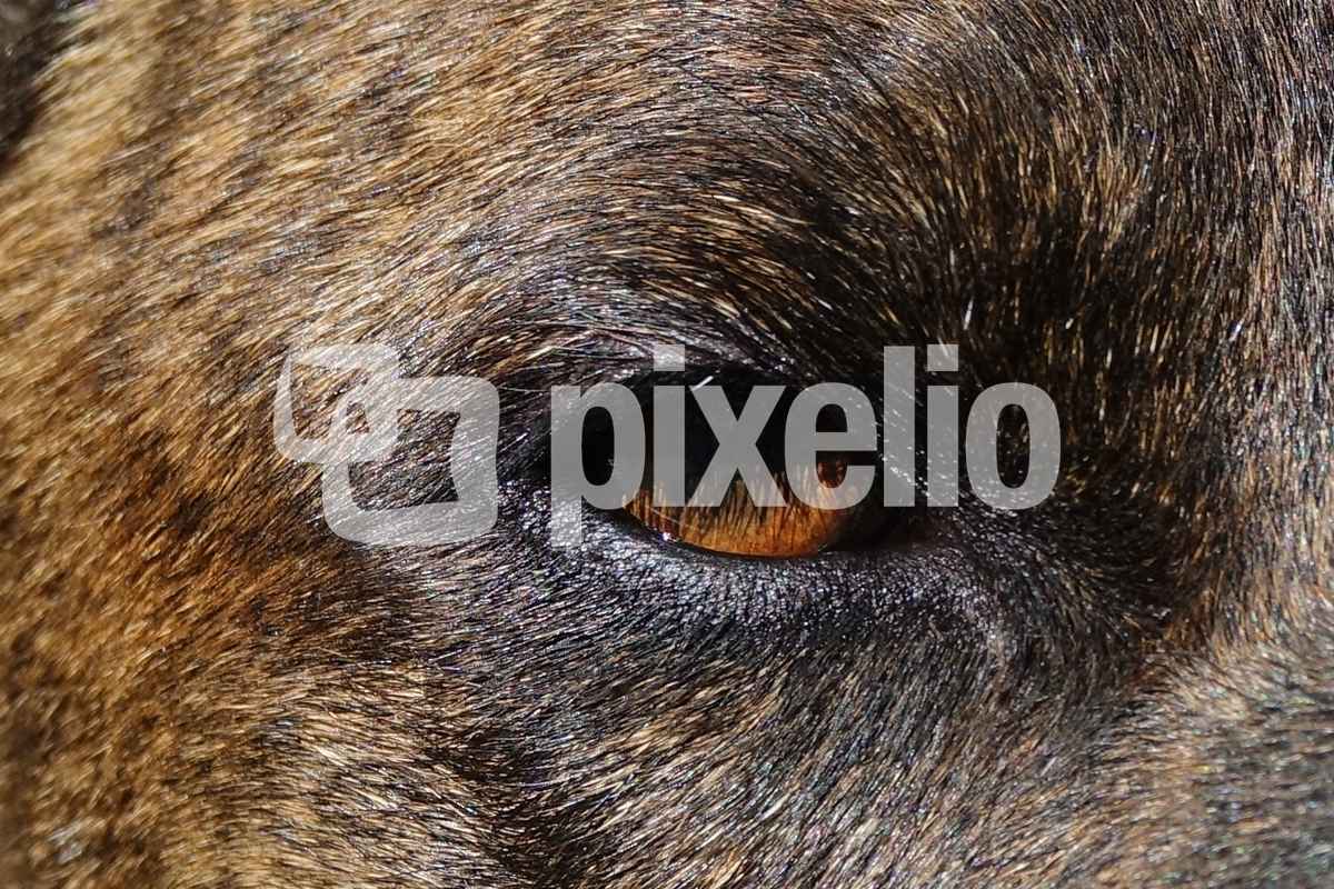 Aldos Auge