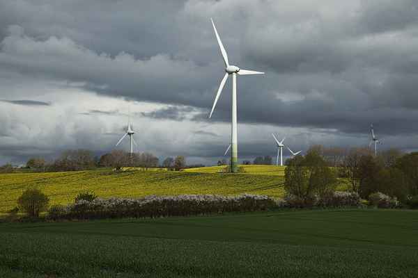 Rapsfeld