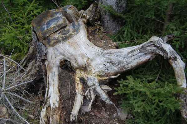 Baumstumpf