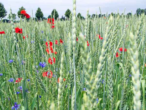 Mitten im Kornfeld 6