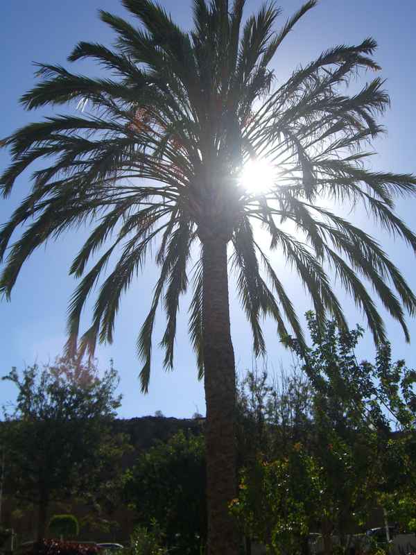 Palme