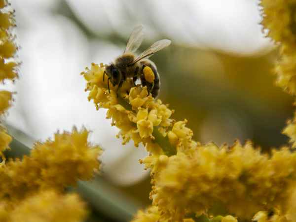 Biene beim Sammeln von Pollen