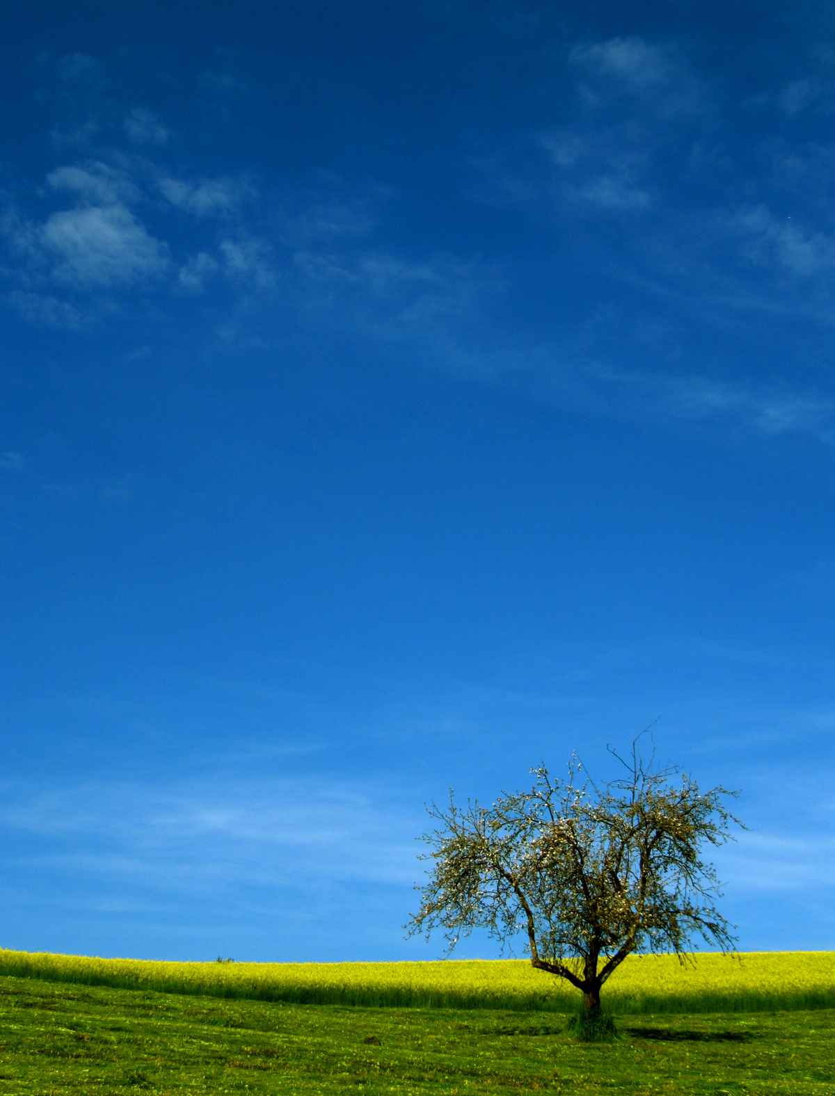 Raps-Frühling hoch