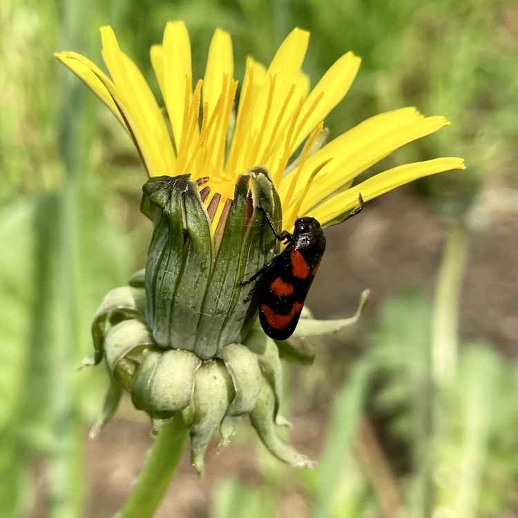 Blutzikade an Löwenzahn