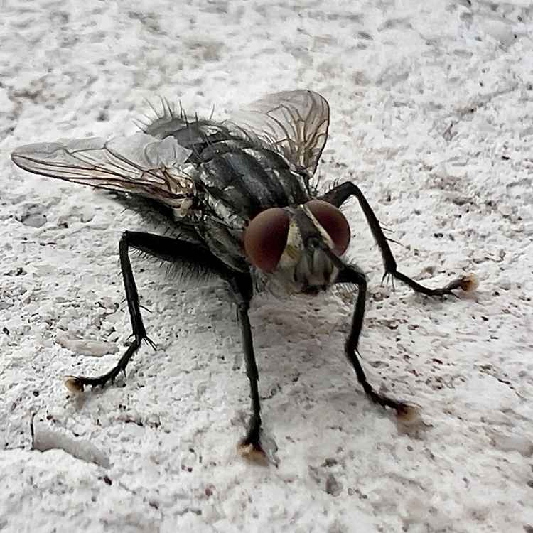 graue Fleischfliege kommt groß raus
