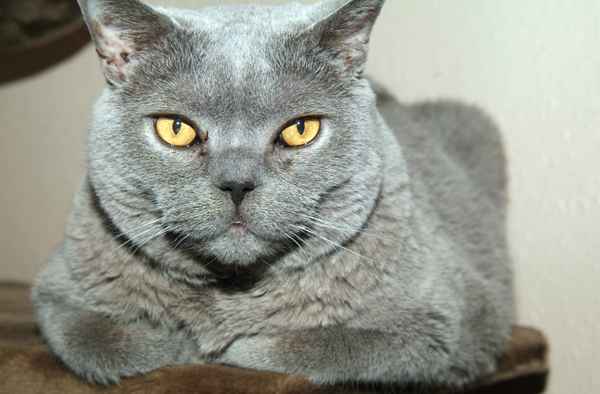 Katze01