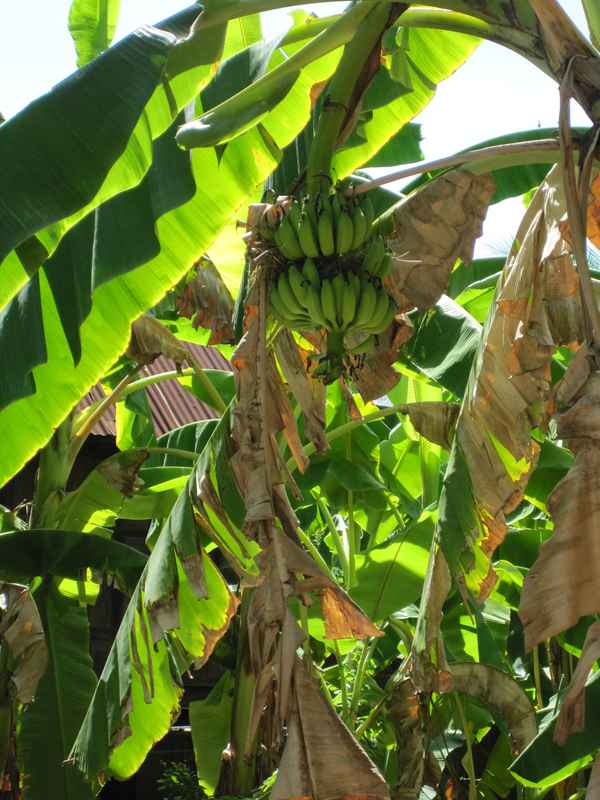 Bananen in Thailand / Foto: Alexander Hauk