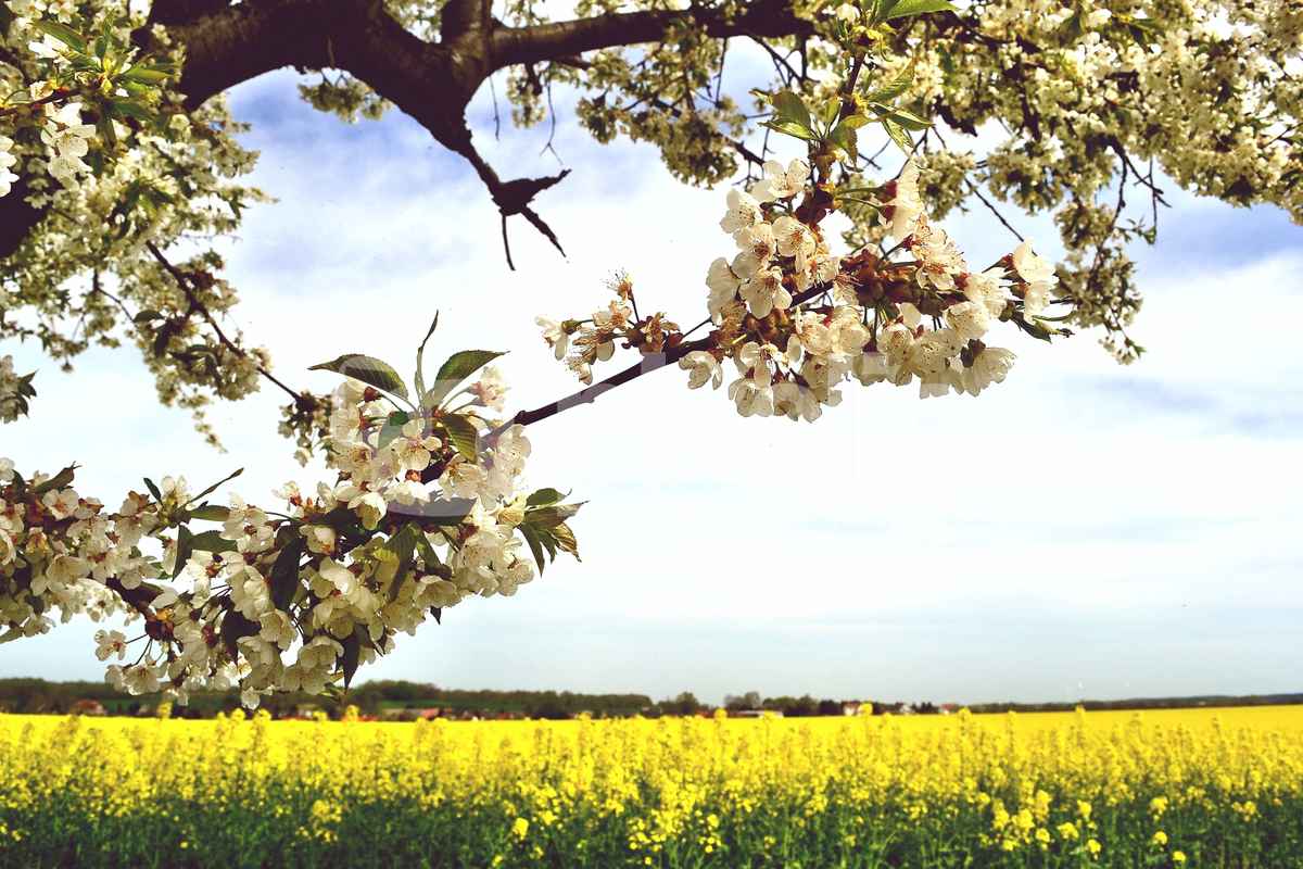 Baumblüte