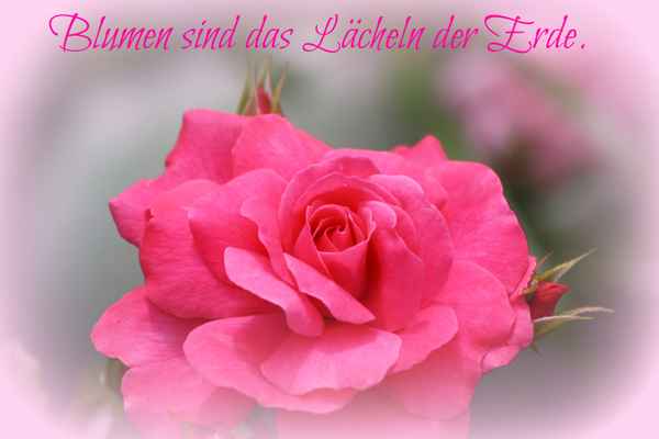 Blumenfreunde