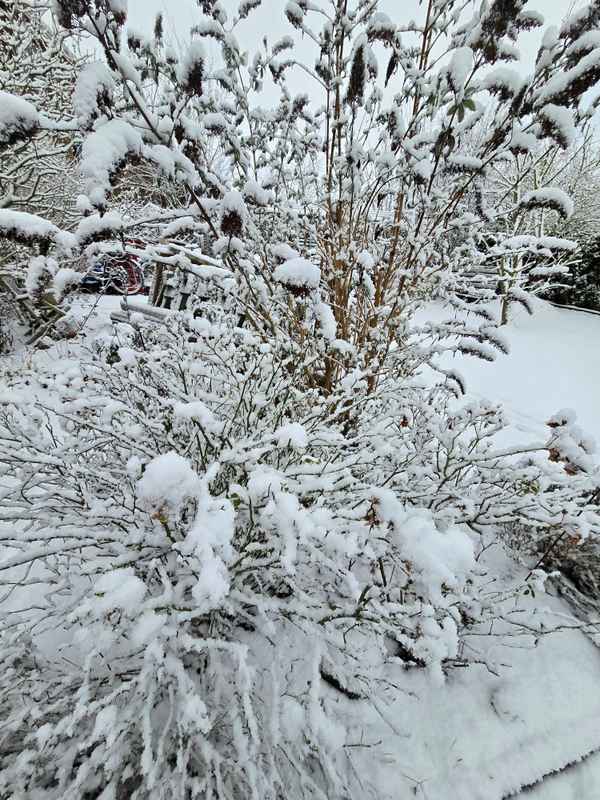 Schneebedeckt