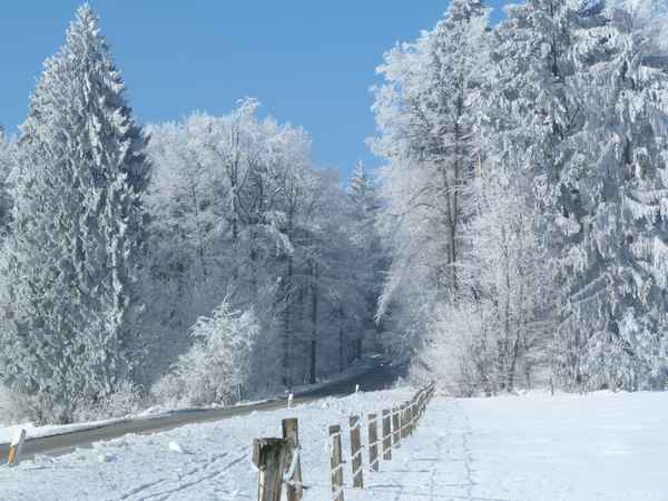 Fahrt durch den Winterwald