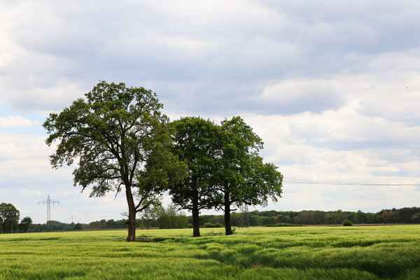 drei eichen im feld