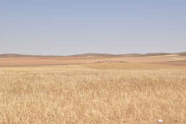 desert