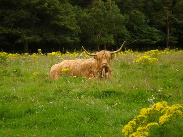 Schottisches Hochlandrind
