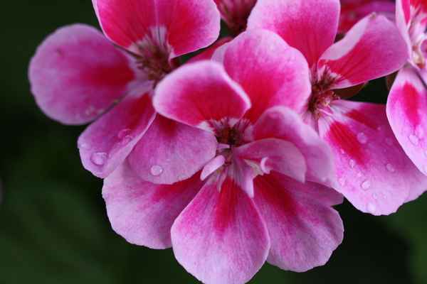Geranienblüte mit Regentropfen