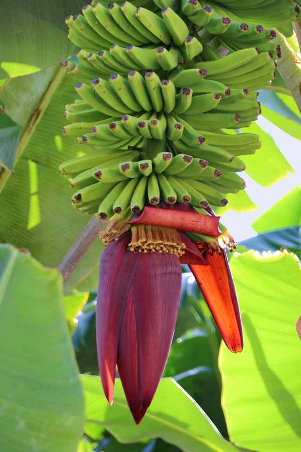 Bananenstaude mit Blüte