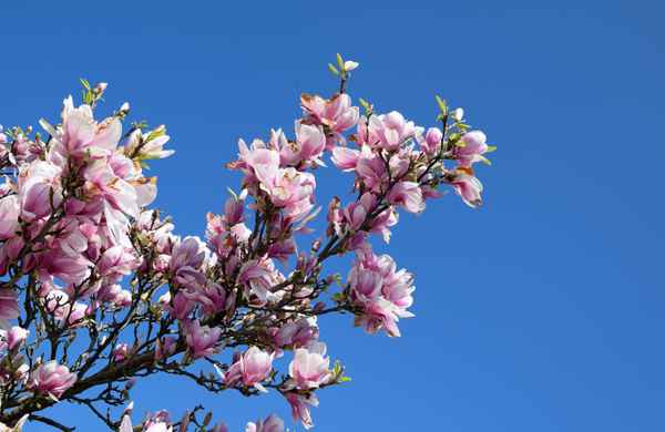 Fr&uuml;hlingsbl&uuml;ten