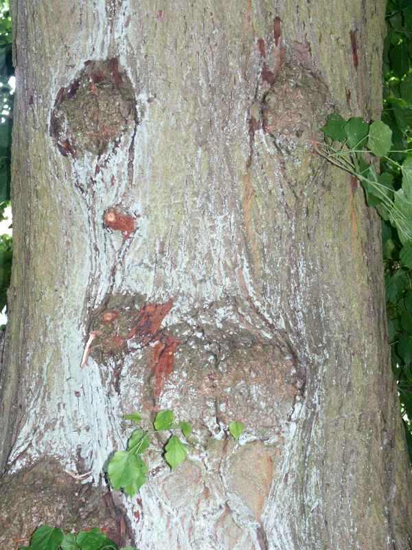 Schau mir in die Augen...