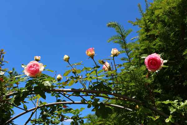 Die Rosen am See 01
