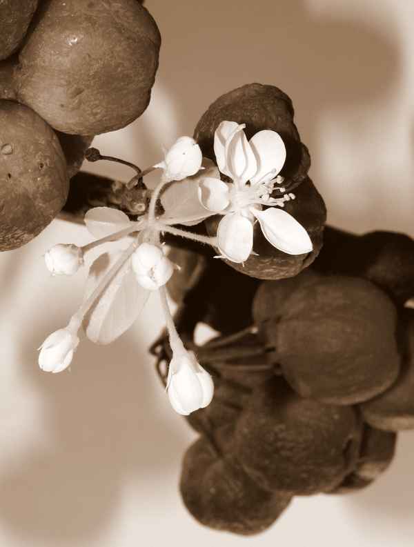 Frühling auf der Fensterbank - sepia