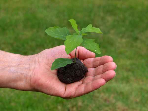 Junges Pflänzchen..._3