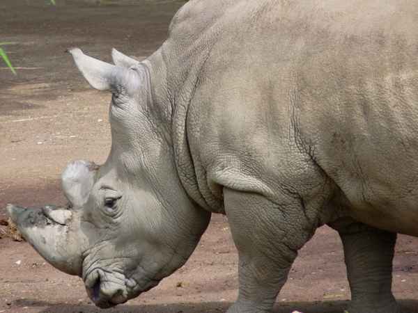 Breitmaulnashorn