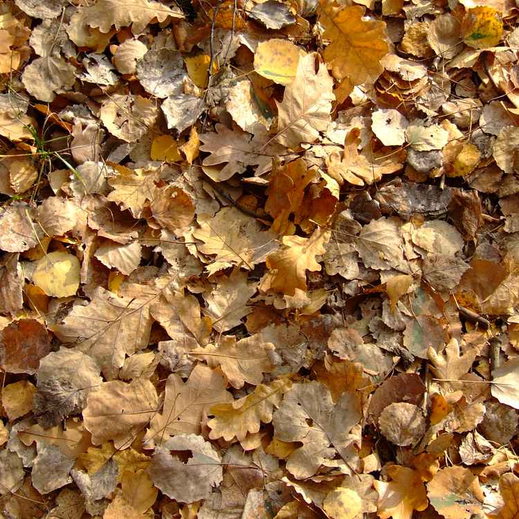 Herbstlaub