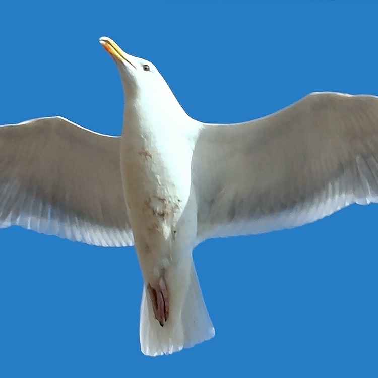 Weiße Möwe, blauer Himmel