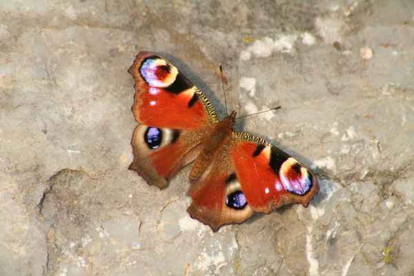 Tagpfauenauge 1