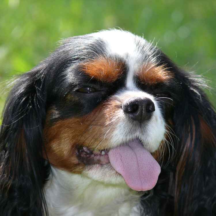 cavalier king charles spaniel