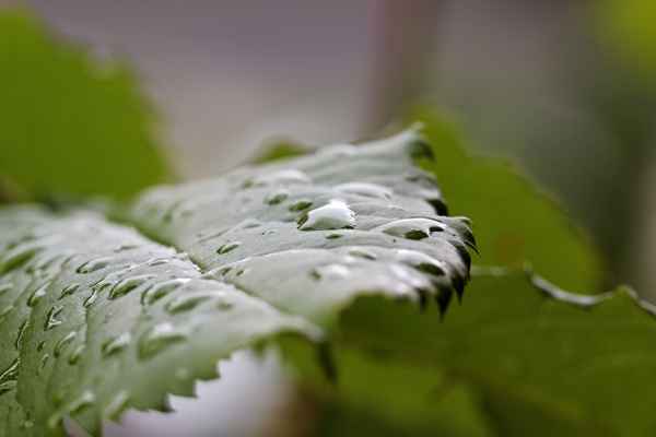 Nach dem Regen