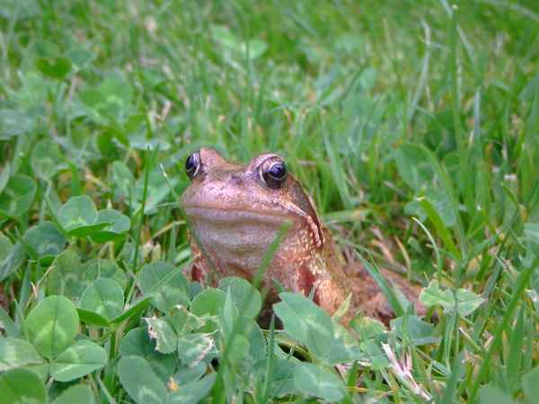 Kröte im Gras