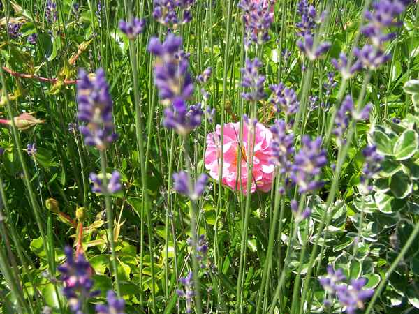 Versteckte Schönheit 2