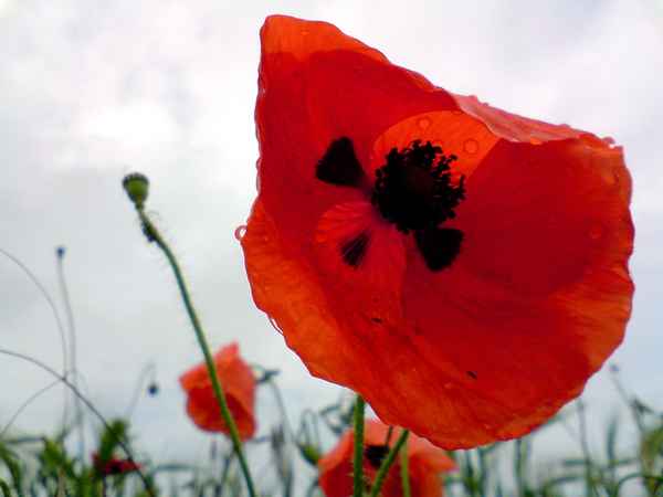Mohn im Regen 2