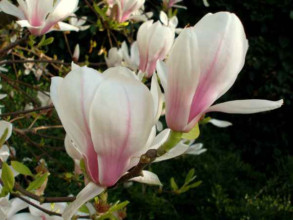 Magnolien 3