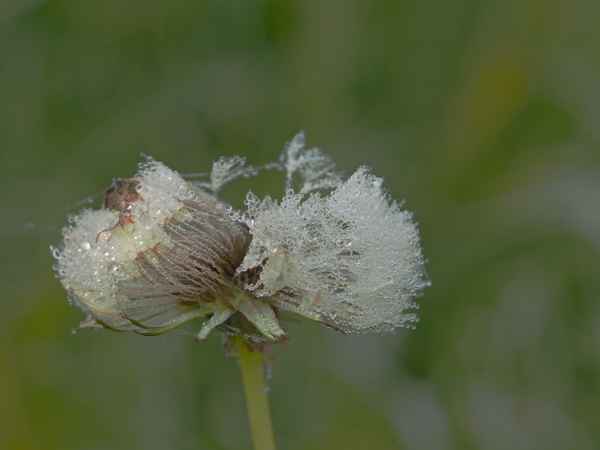 pusteblumen netzwerk 2